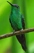 Violet-capped Woodnymph