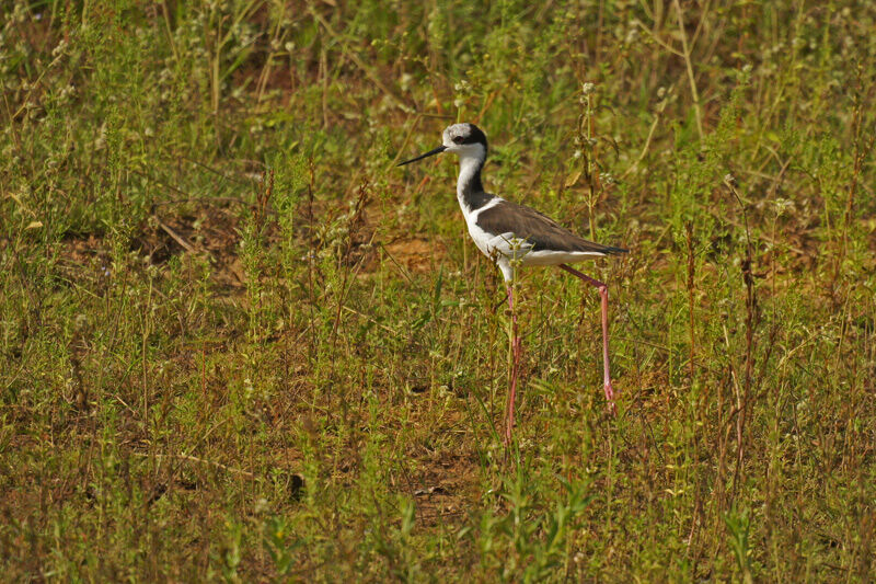 White-backed Stilt