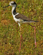 White-backed Stilt