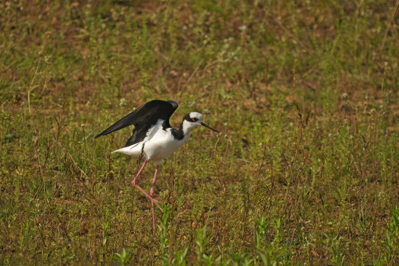 White-backed Stilt