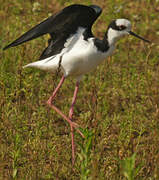 White-backed Stilt