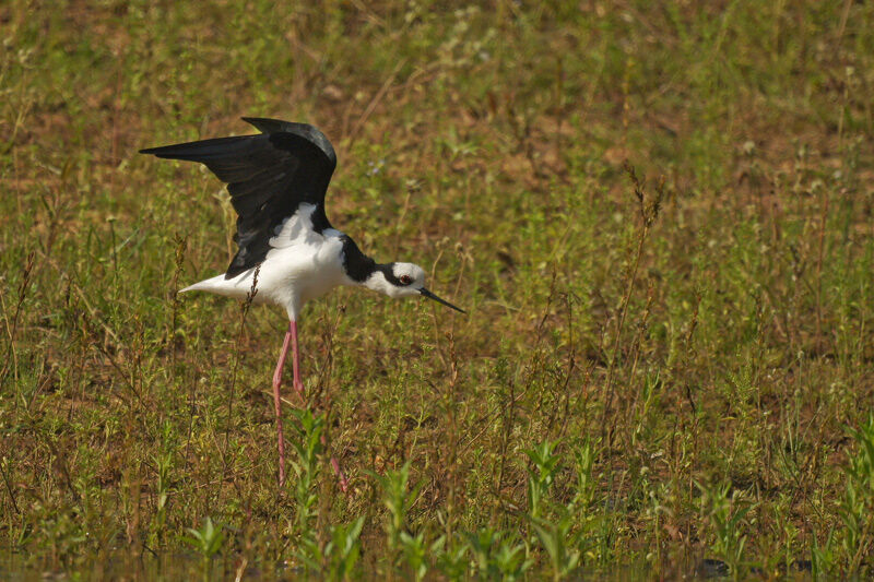 White-backed Stilt