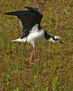 White-backed Stilt