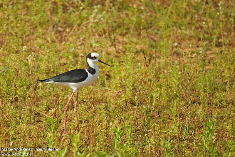 White-backed Stiltadult