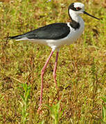 White-backed Stilt