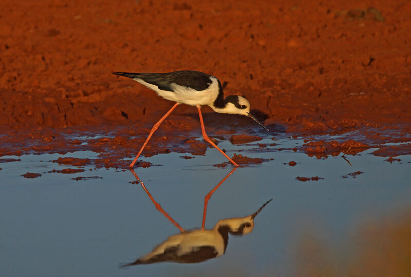 White-backed Stilt