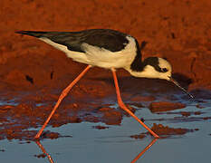 White-backed Stilt