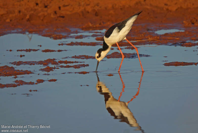 Pantanal : Les oiseaux aquatiques