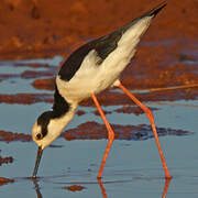 White-backed Stilt