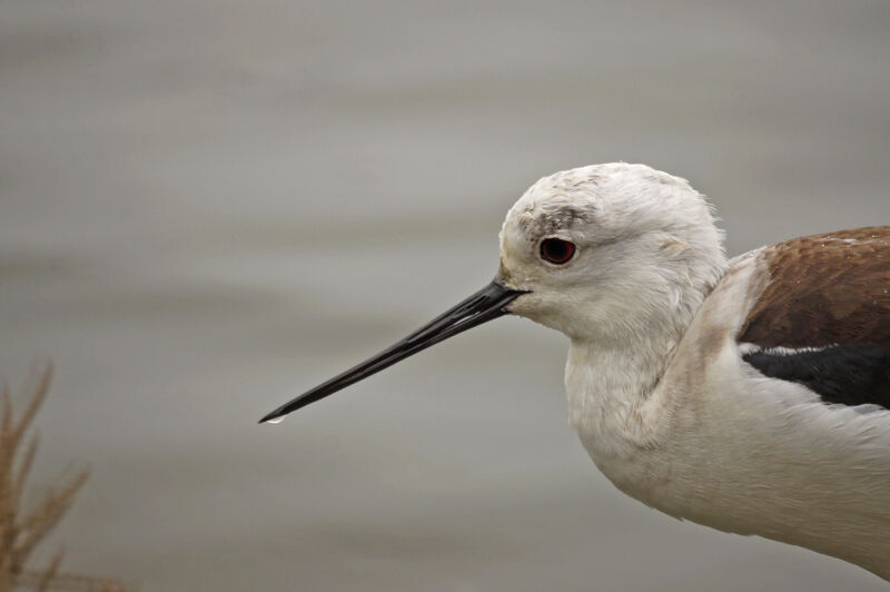 Black-winged Stilt