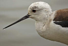 Black-winged Stilt