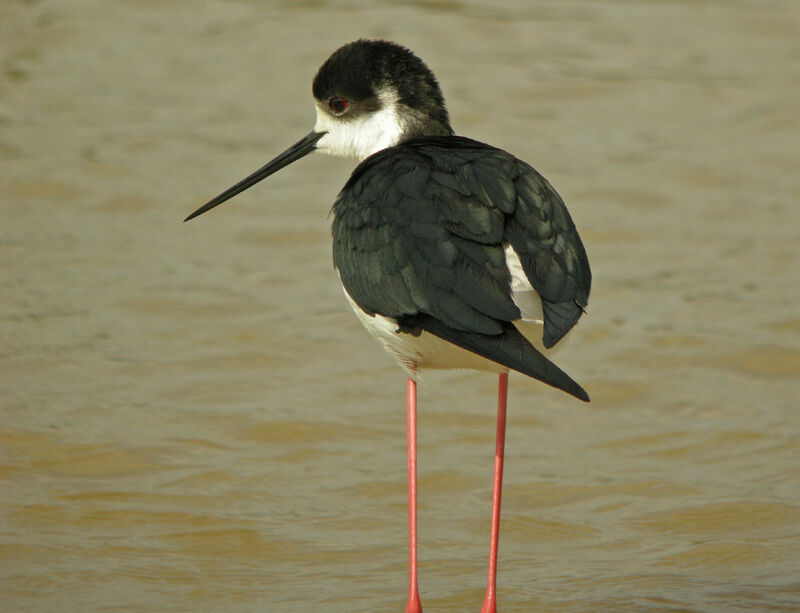 Black-winged Stilt