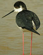 Black-winged Stilt