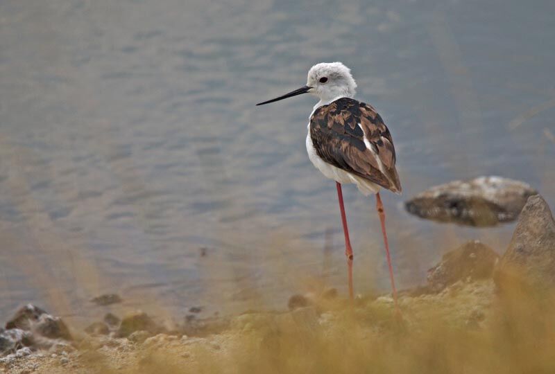 Black-winged Stilt