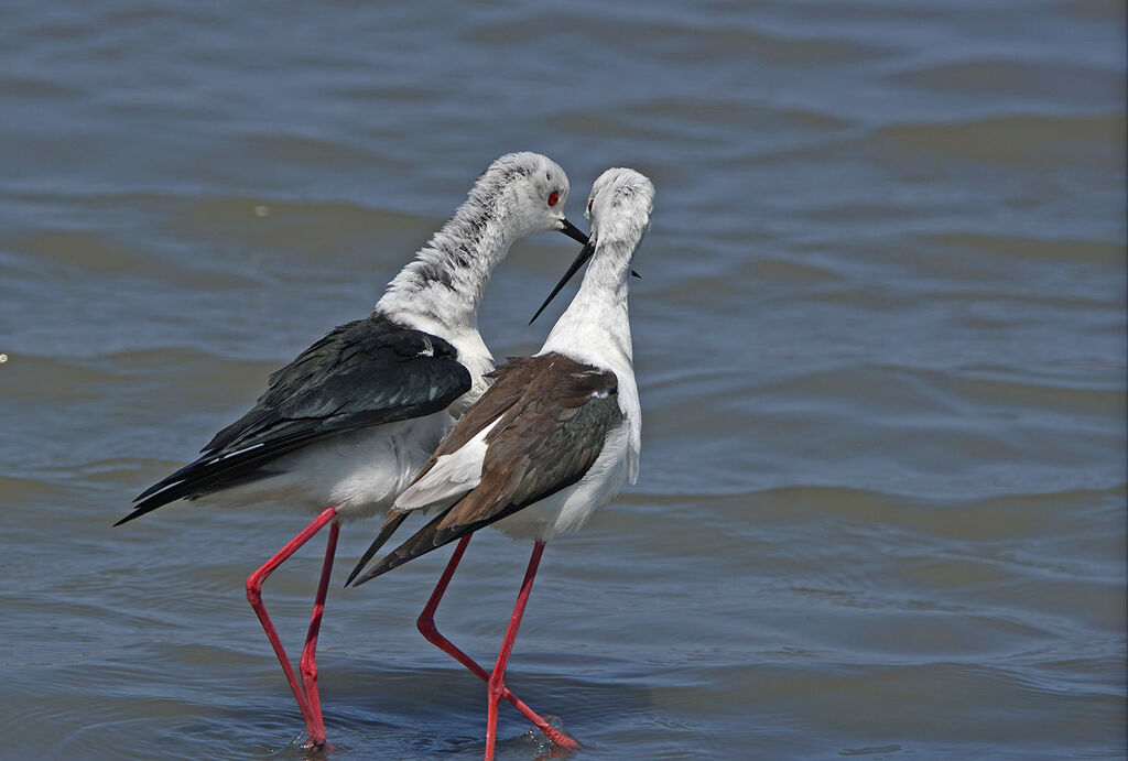 Black-winged Stiltadult breeding