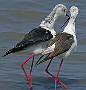 Black-winged Stilt