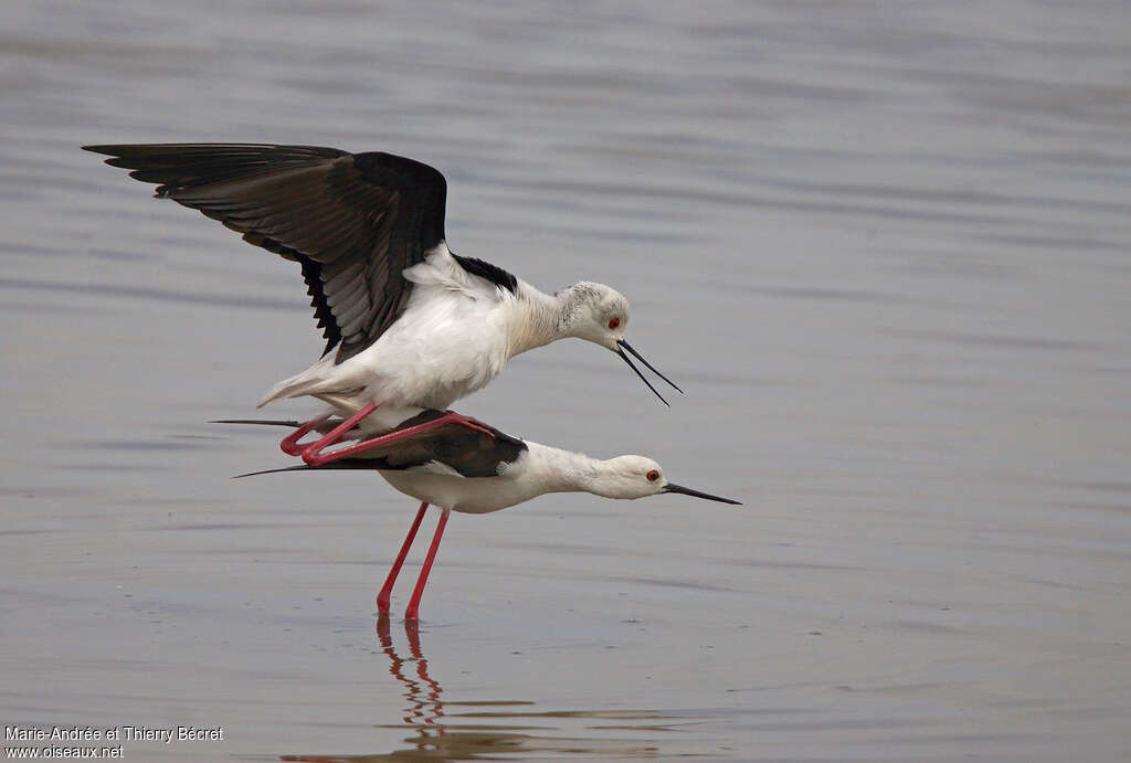 Black-winged Stiltadult breeding, mating.