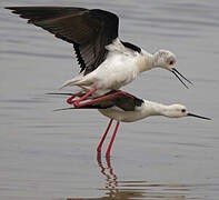 Black-winged Stilt