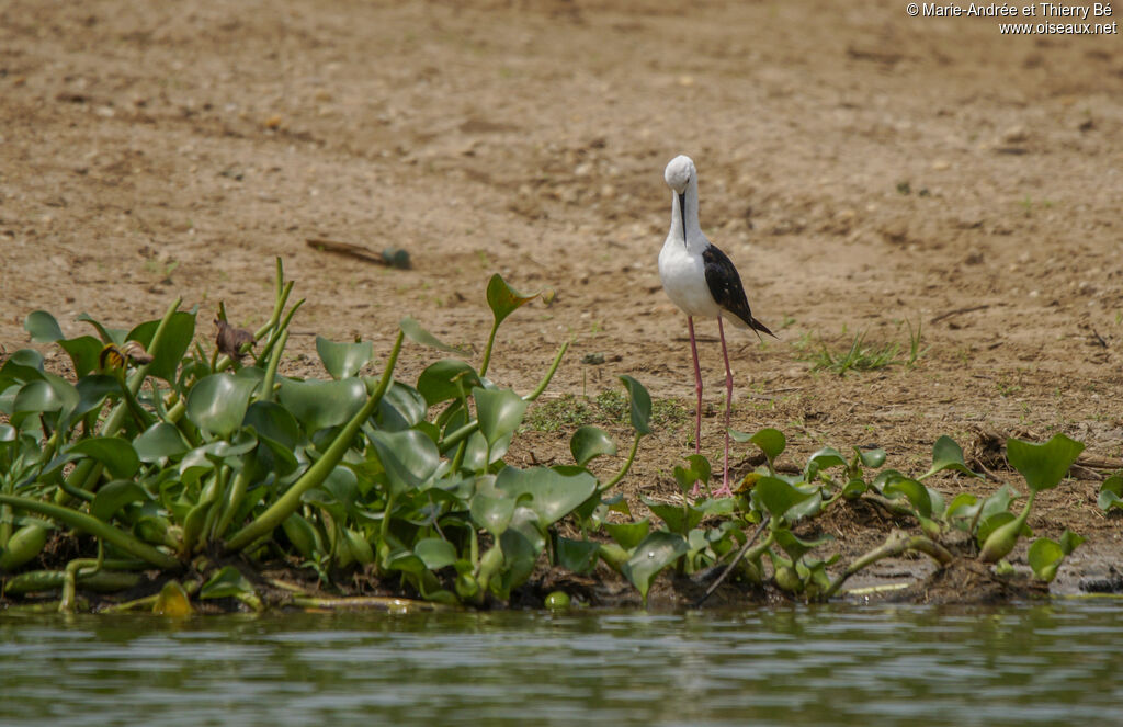 Black-winged Stilt