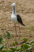 Black-winged Stilt