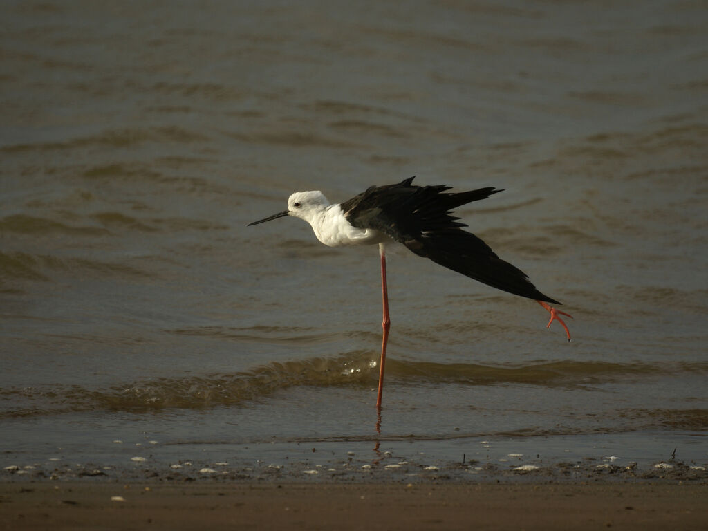 Échasse blanche