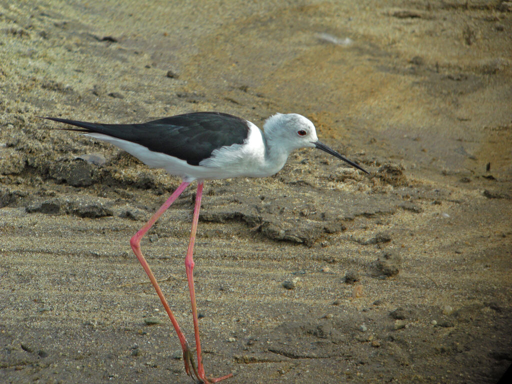 Échasse blanche