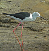 Black-winged Stilt