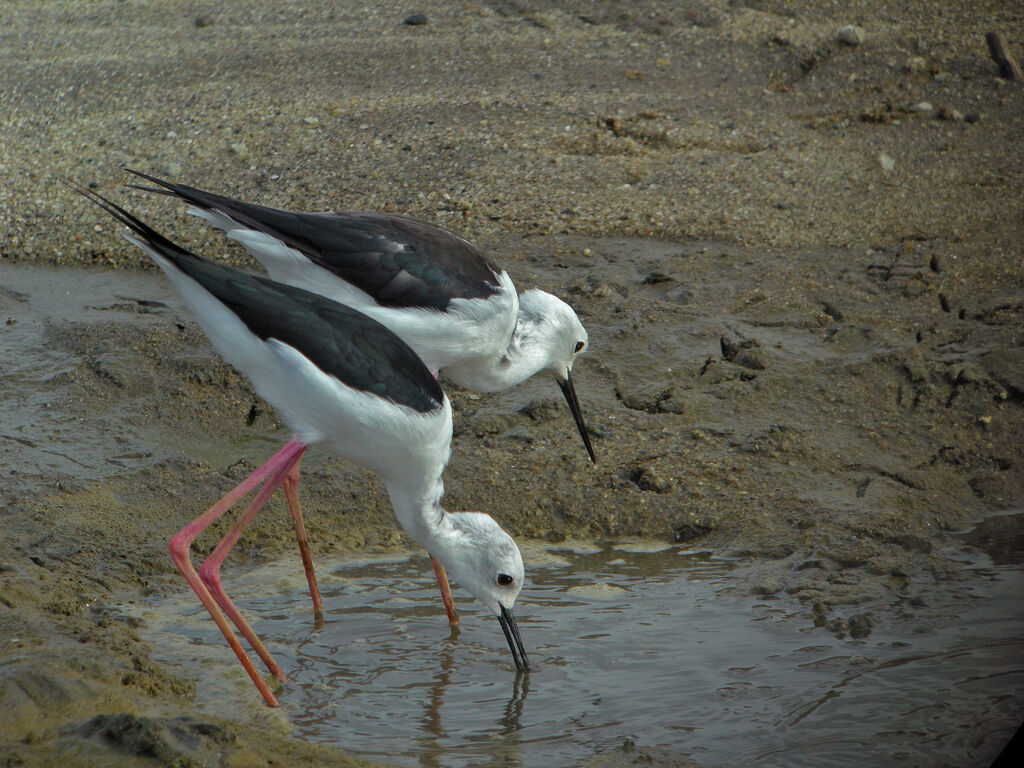 Black-winged Stilt