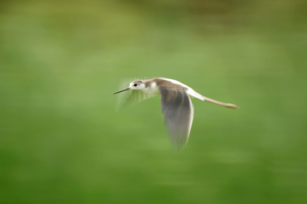 Échasse blanche, identification