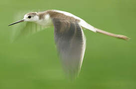 Black-winged Stilt