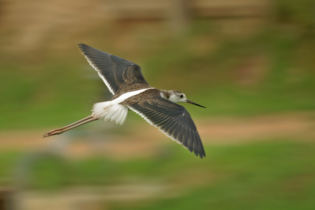 Échasse blanche