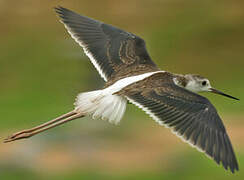 Black-winged Stilt