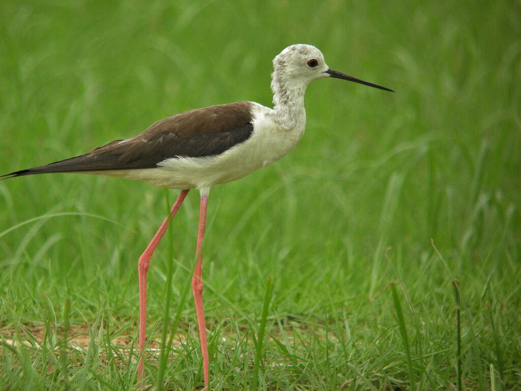 Échasse blanche