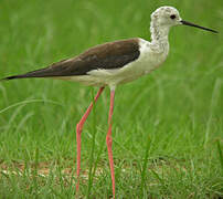 Black-winged Stilt