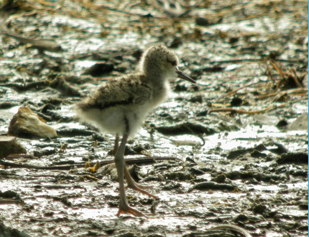 Black-winged Stilt