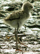 Black-winged Stilt