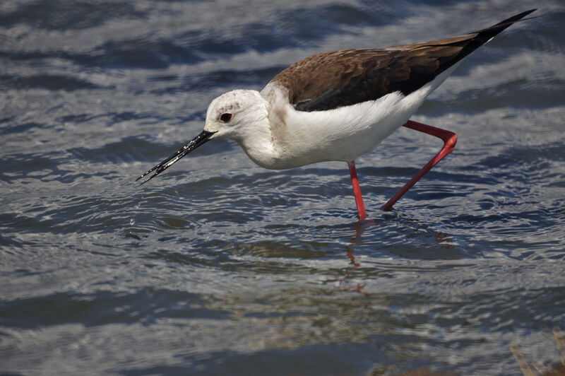 Black-winged Stilt