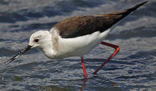 Black-winged Stilt