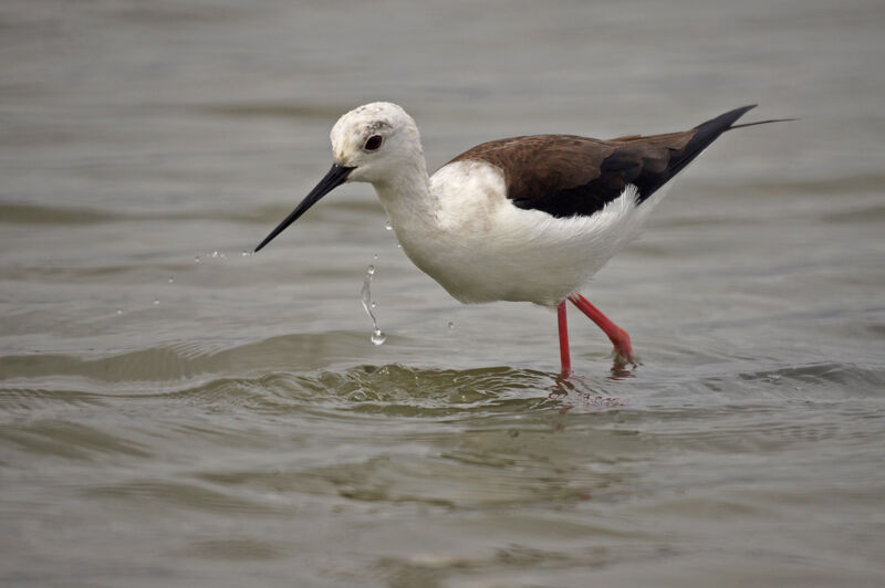 Black-winged Stilt