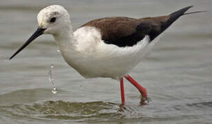 Black-winged Stilt