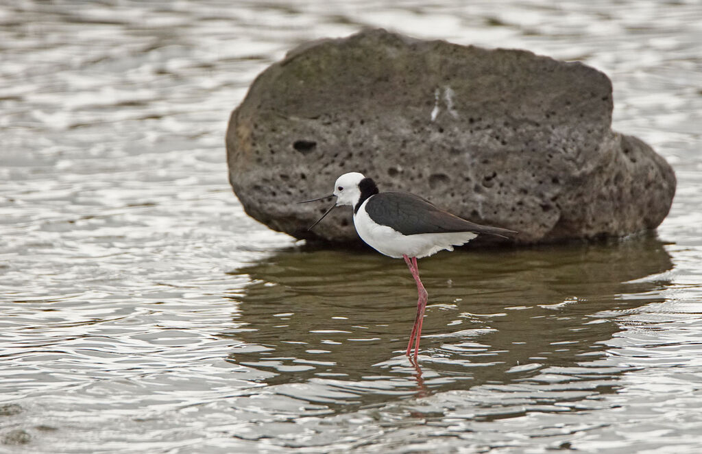 Pied Stilt