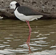 Pied Stilt