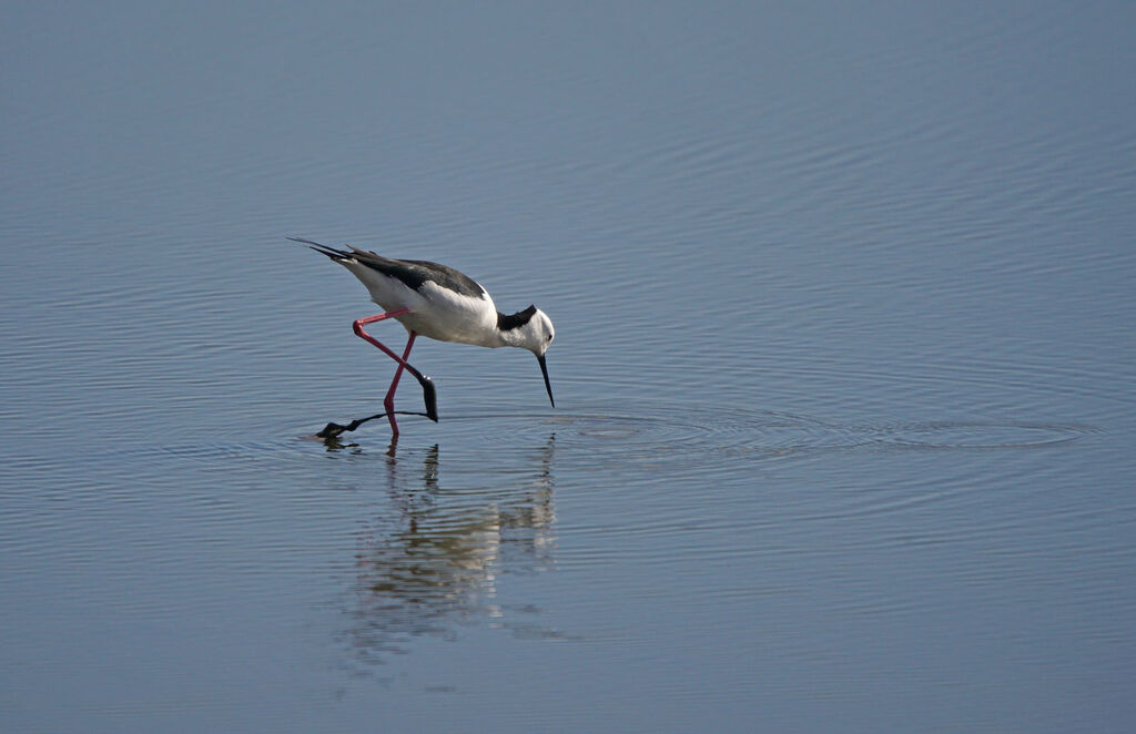 Pied Stilt