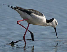 Pied Stilt