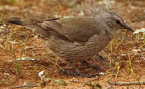 Brown Treecreeper