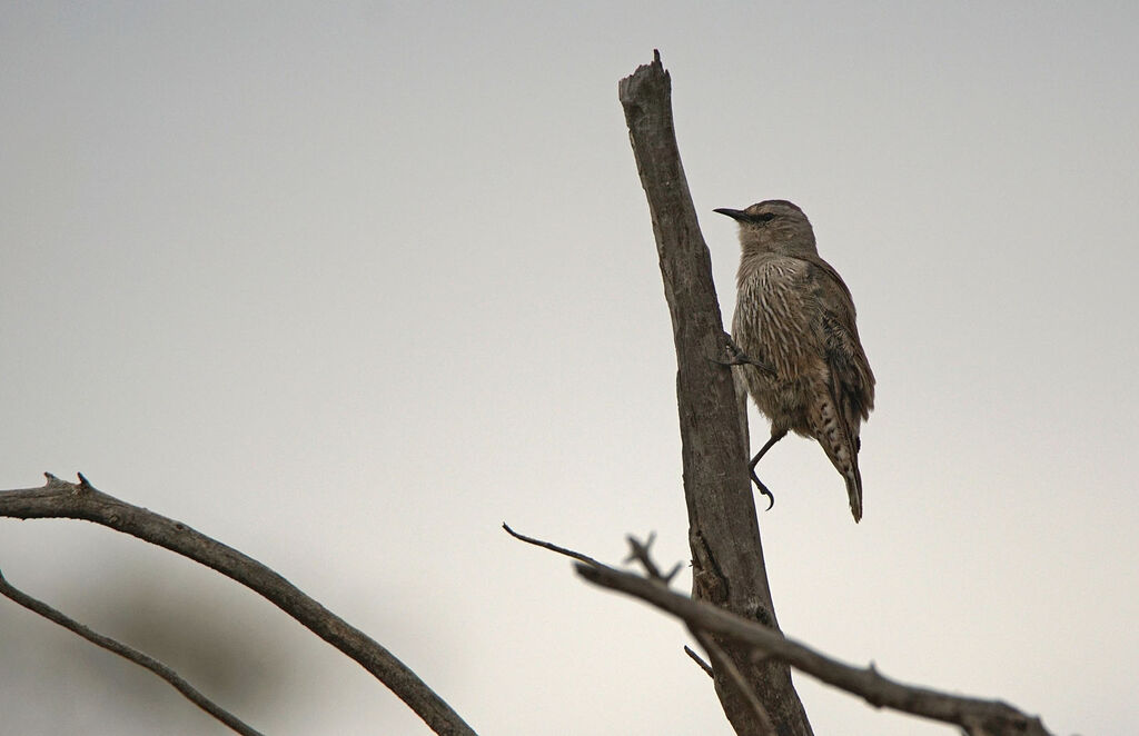 Brown Treecreeper