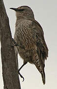 Brown Treecreeper