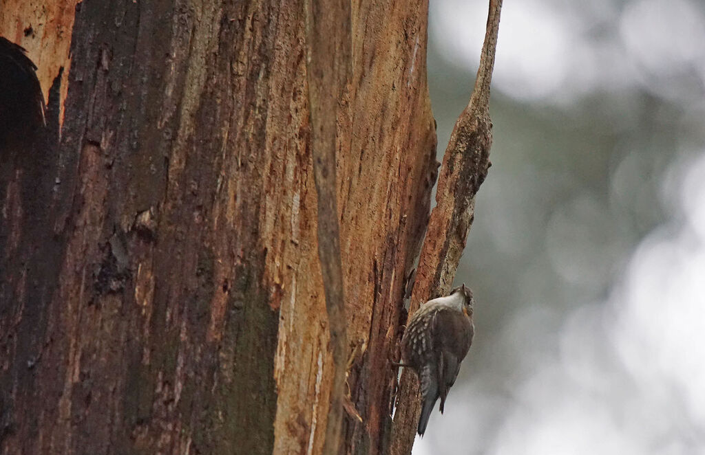 White-throated Treecreeper