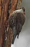 White-throated Treecreeper