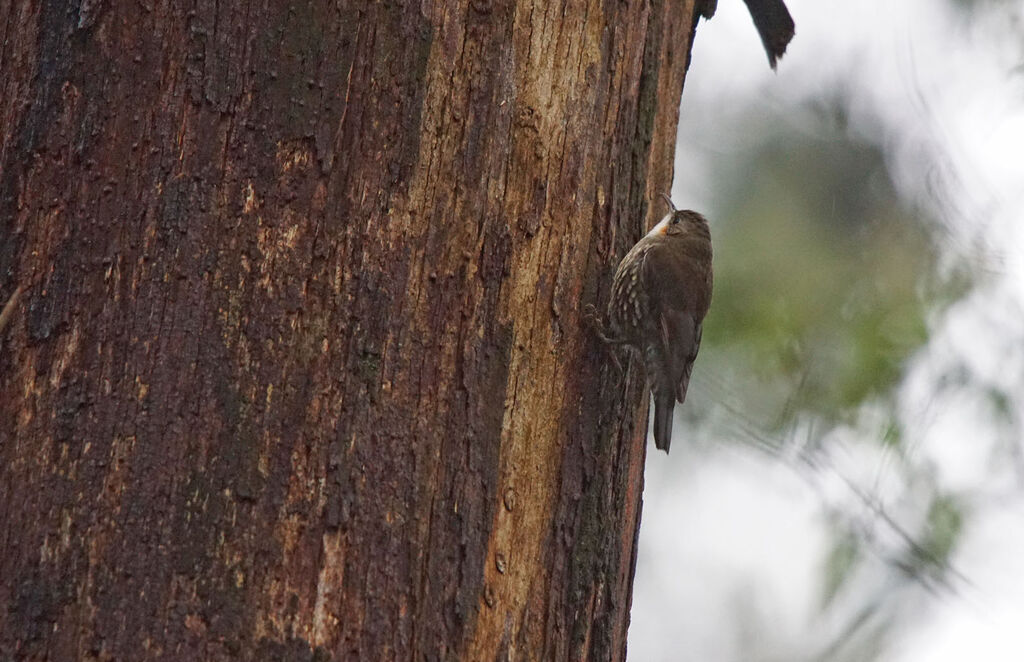 White-throated Treecreeper